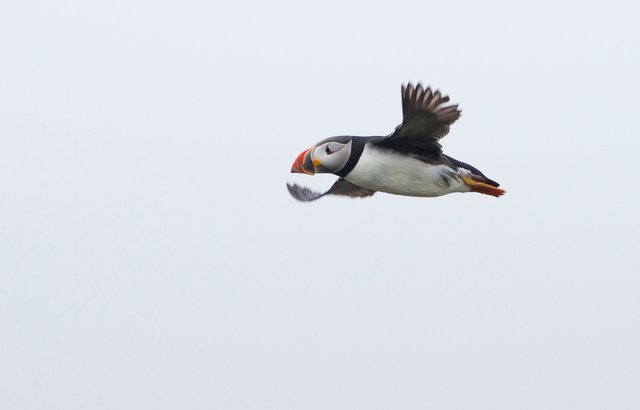 Puffin