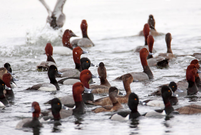 Redheads and Ring-necked Ducks, early March, South Central Ohio