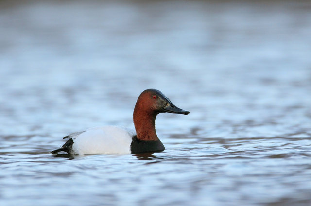 Canvasback, southern Ohio