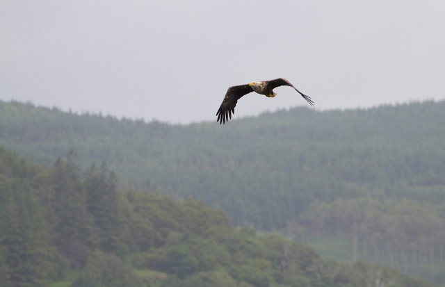 White-tailed Sea Eagle