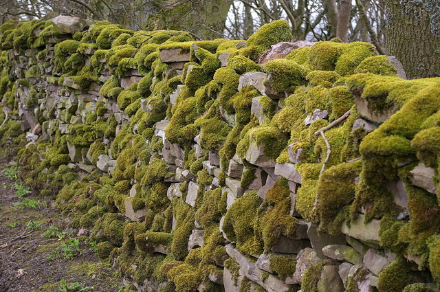 Mossy Walls along Sedbusk Lane VB.JPG