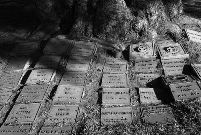 Cremation Ashes and Tree, Westwood Cemetery LA 