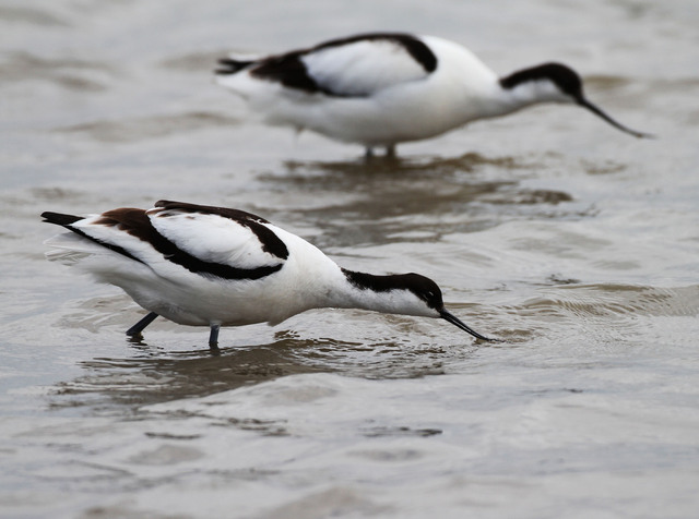 Avocets