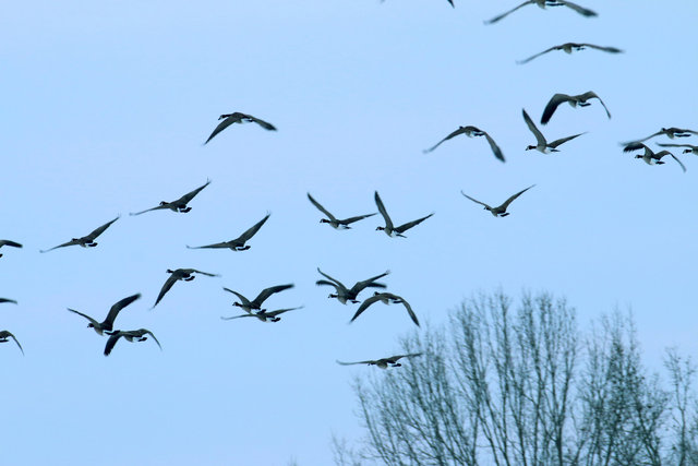 Canada Geese, February, southern Ohio