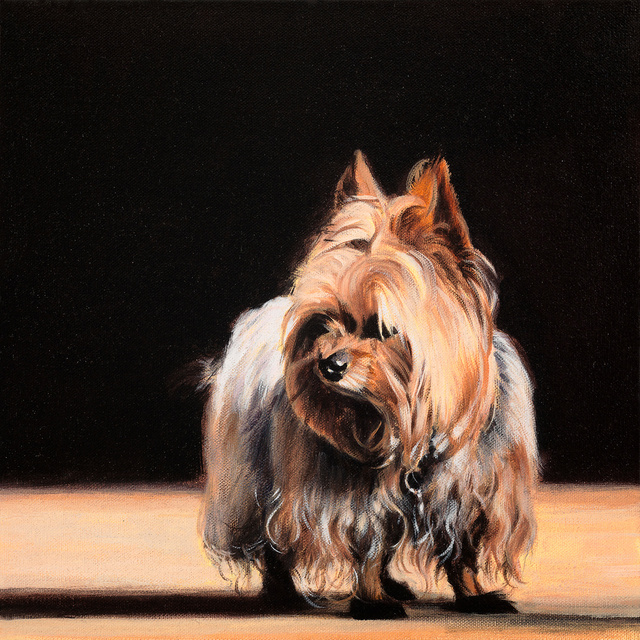 Breed: Yorkshire Terrier / "Bubba"