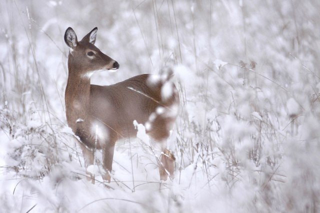 White-tailed deer, southern Ohio