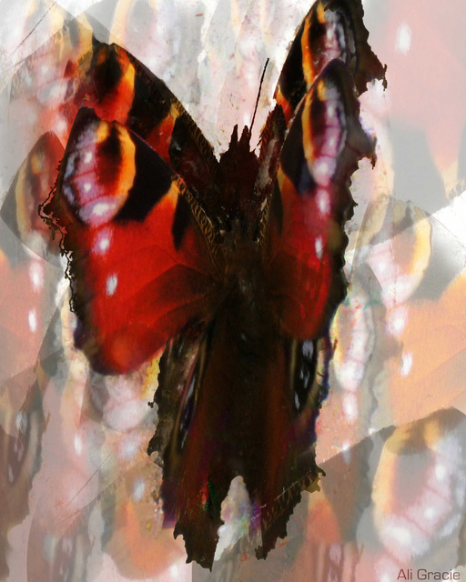 Butterfly Dance by Ali Gracie