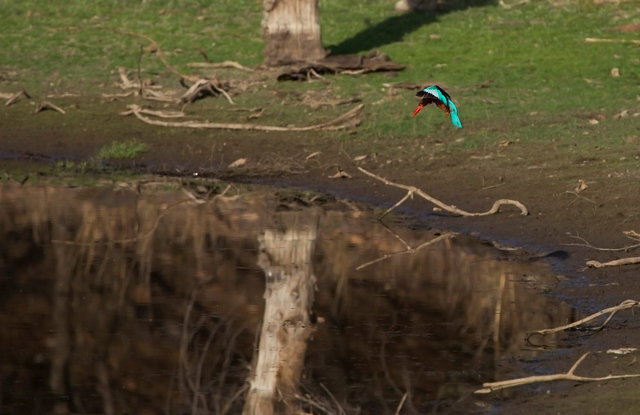 White-throated Kingfisher