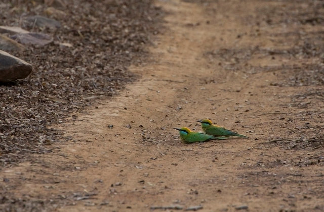 Green Bee-eaters