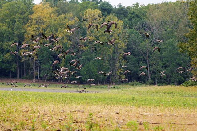 Canada Geese, Ohio