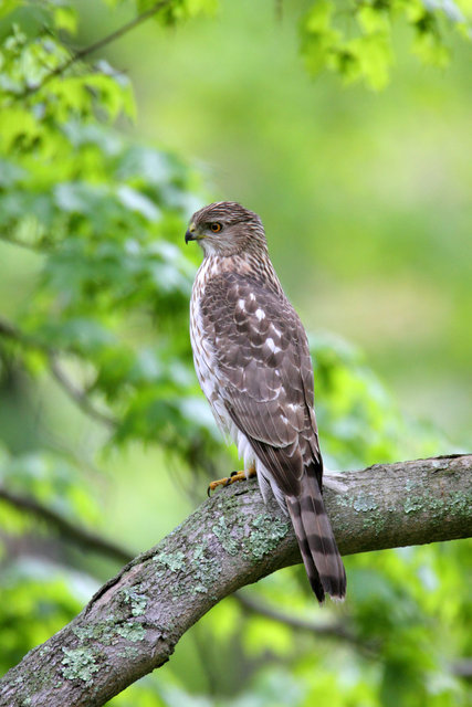 Cooper's Hawk, Ohio