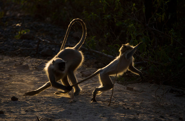 Langur Monkeys