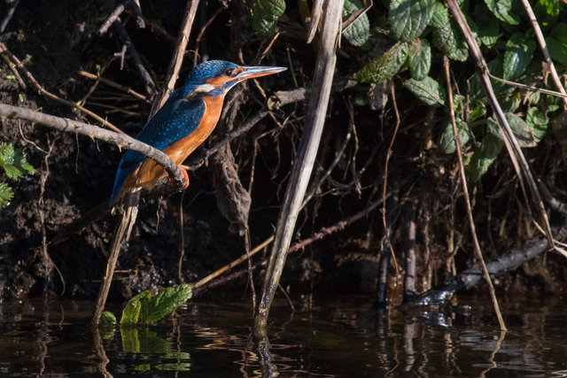 Kingfisher