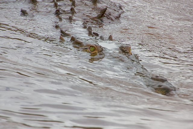 Croc on the Tarcoles River