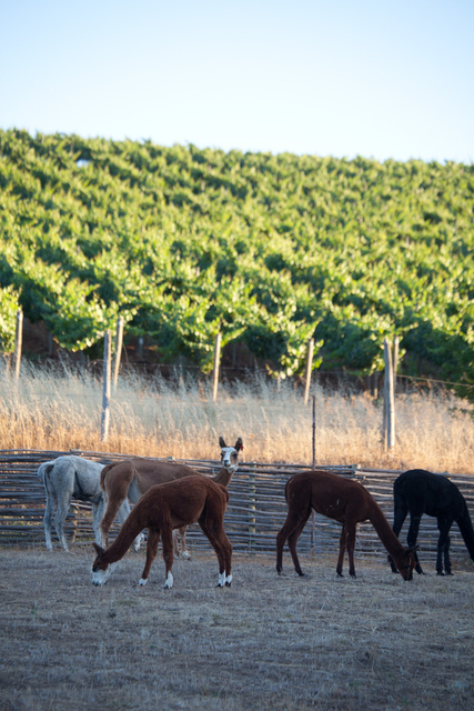 lamas and sheep help tend the vineyards