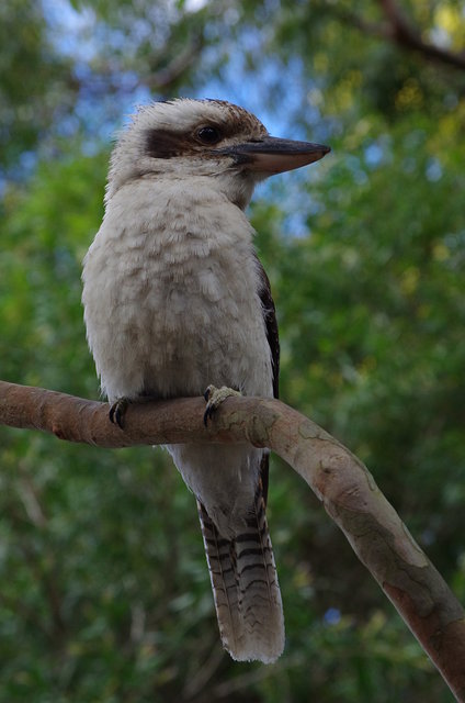 Kookaburra at West Head (15) VB.JPG