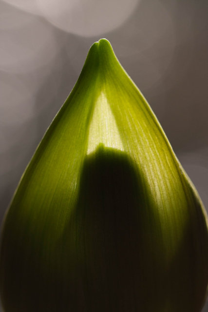 Amaryllis bud