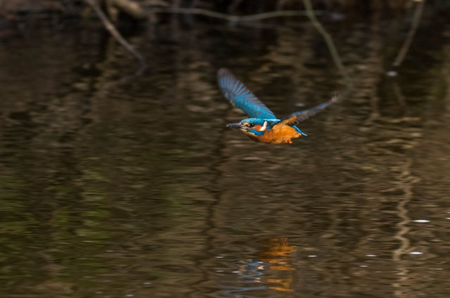 Kingfisher