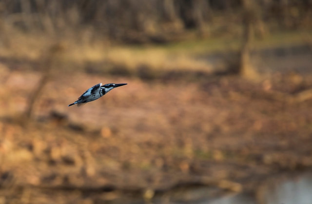 Pied Kingfisher