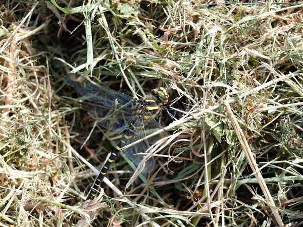 Dragonfly in cut Nettles by a Stream. Photo by Alison Gracie