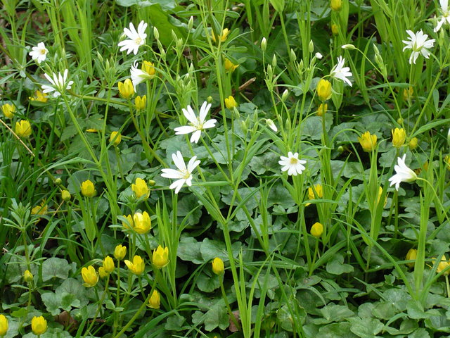 Spring Flowers near Harmer Green Woods (3) VB.JPG