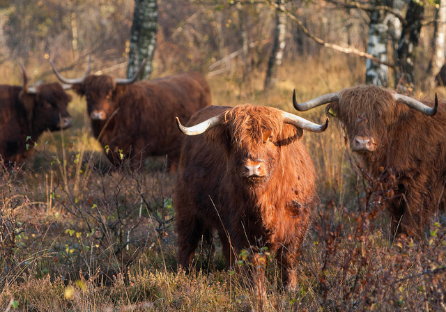 Schotse Hooglander