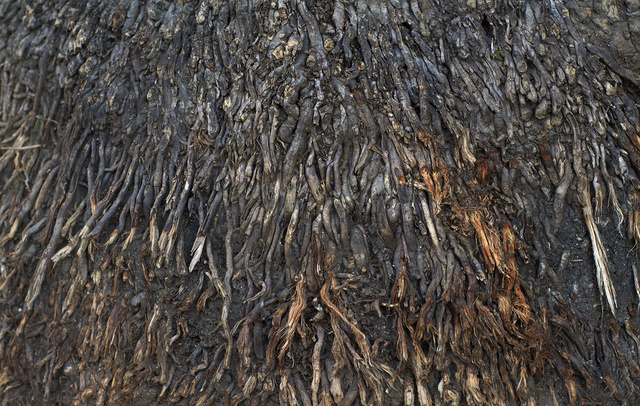 roots_o.jpg