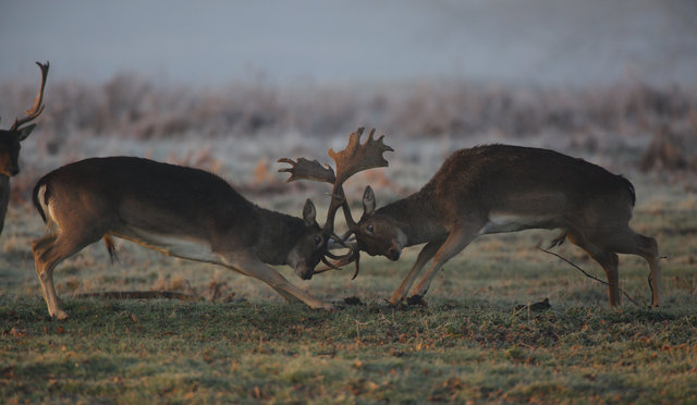 Fallow Deer Bucks