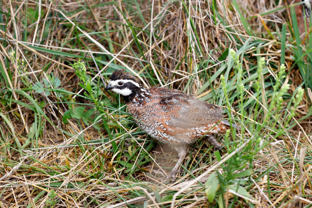 Northern Bobwhite Quail, southern Ohio