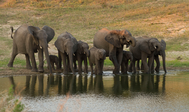 Elephants