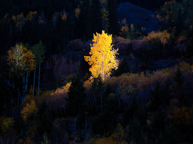 Lone Aspen