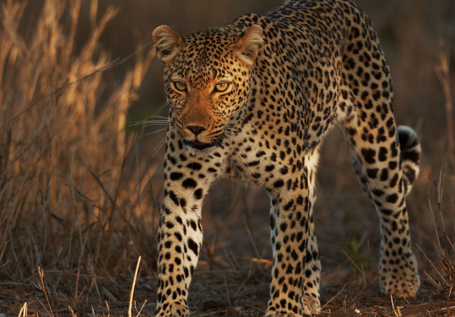 Leopard
