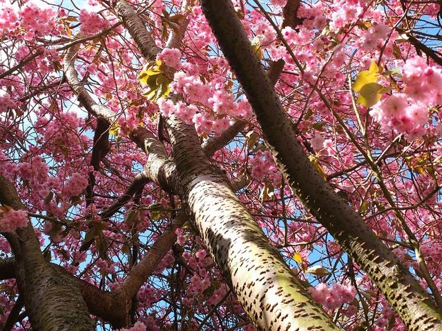 8 - Pink Blossom 2015 Series by Alison Gracie