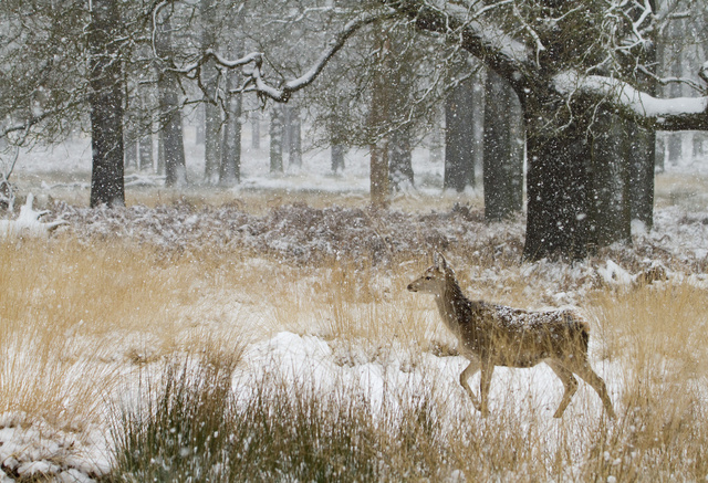 Red deer