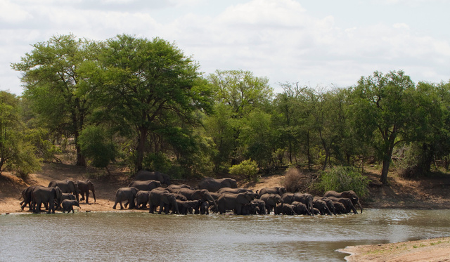 Elephant herd