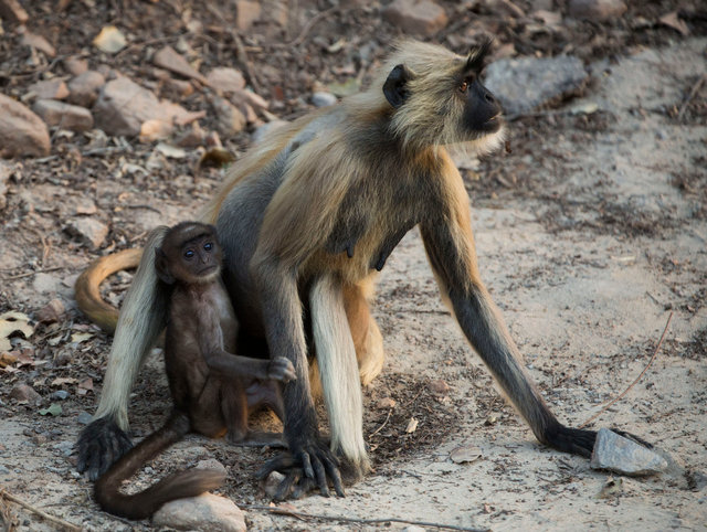 Langur Monkeys