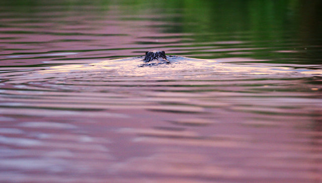 Otter