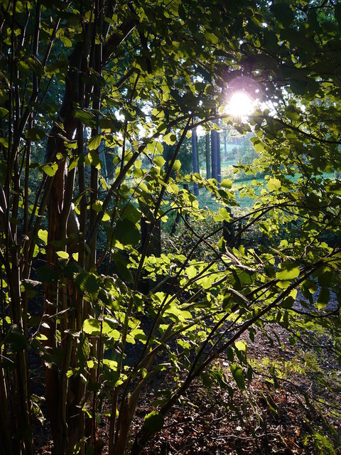 Autumn sunlight on Brockett Estate (2) VB.JPG