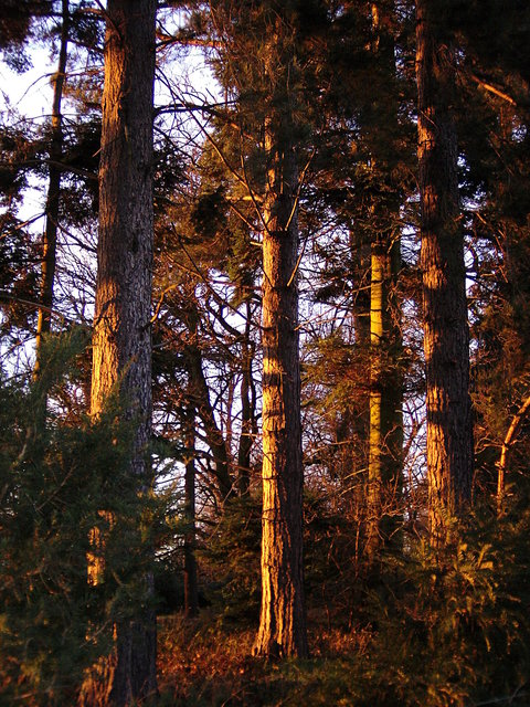 Trees at Brocket Hall VB.JPG