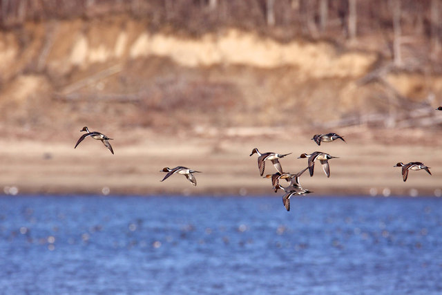 Northern Pintails, March, South Central Ohio