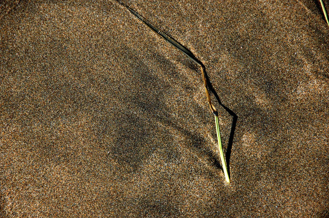 Delta del Ebro_0001.JPG