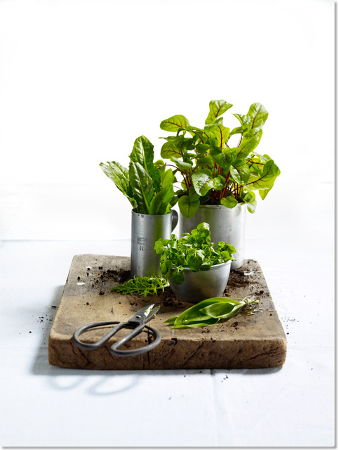 Magazin: Healthy Living