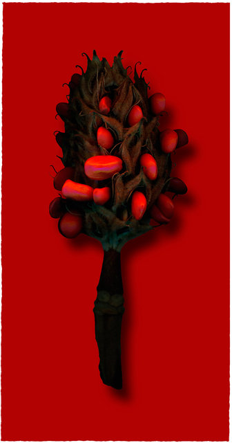 Seed