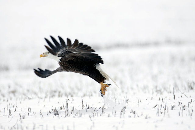 Bald Eagle, Ohio