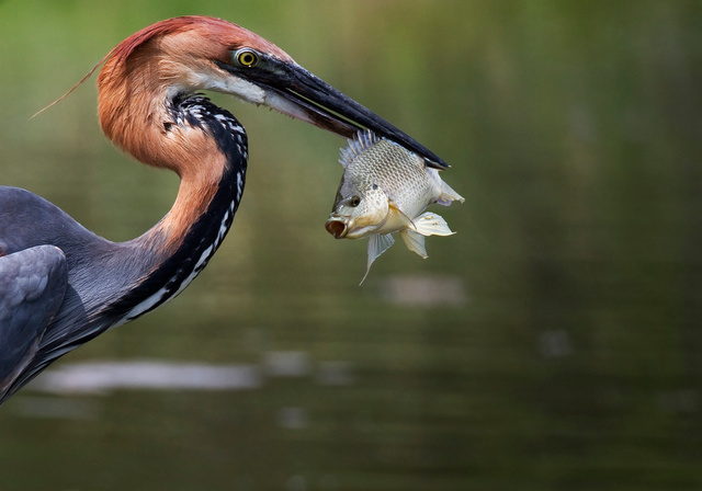 Goliath Heron