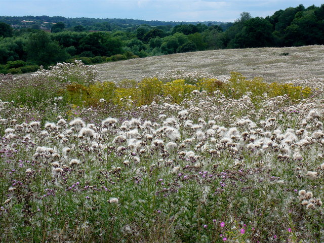 Summer Flowers near Waterend House (2) VB.JPG