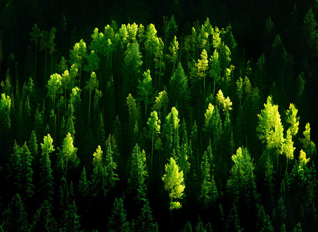 Spring Aspen Leaves