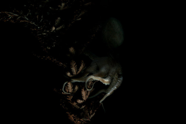 StephFuller_Beneath.png
