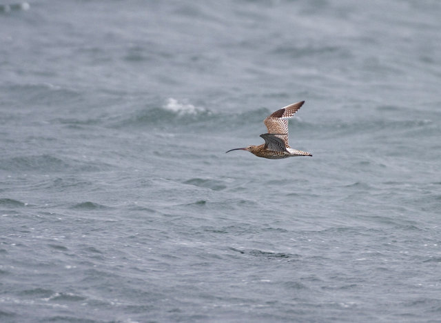 Curlew