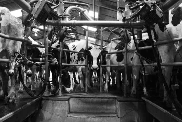 Herringbone parlour, Bosley Mill Farm, Gloucestershire